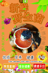 野生菌
