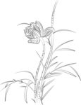 荷花 矢量图