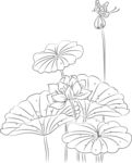 荷花 矢量图