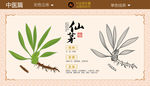 仙茅