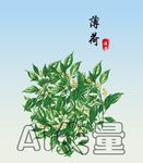 薄荷