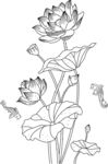 荷花 矢量图