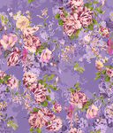 玫瑰花