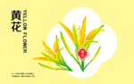 黄花菜