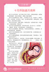 妊娠子宫解剖