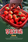 草莓采摘海报