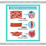 医学肌肉细胞