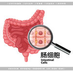 医学肠道细胞解剖图