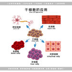 医学干细胞图