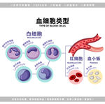 医学血细胞解剖图