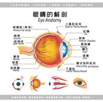 医学眼睛解剖图