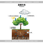 植物蒸腾作用
