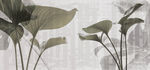 植物壁纸