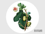 手绘无花果插画