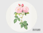 手绘锦缎玫瑰插画