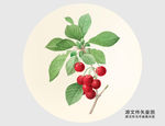 手绘车厘子樱桃插画