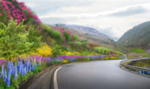 道路花境景观设计效果图