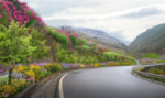 道路花境景观设计效果图