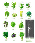 油菜 空心菜 荷兰豆 缸豆 白