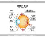医疗眼睛解剖图