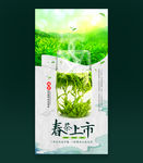 春茶
