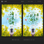 油菜花