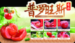 番茄 普罗旺斯