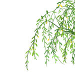 柳树装饰植物绿色季节元素