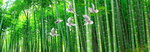 竹林风景