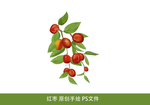 红枣 枣树枝 绿叶 枣子 青枣