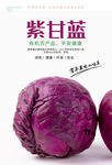 紫甘蓝海报