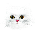 猫咪