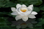 国画工笔画油画白莲花睡莲