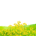 金色油菜花元素