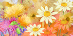 黑底菊花