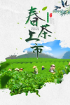 春茶上市