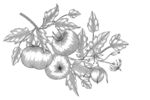 番茄手绘素描线描插画素材