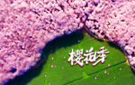 樱花季