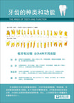 口腔医院挂图——牙齿的种类和功