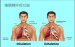 解剖图插画