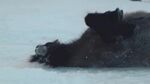 马驹在雪地上打滚玩耍