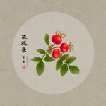 手绘玫瑰果