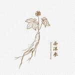 西洋参手绘线稿