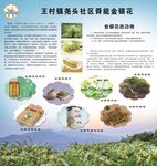 金银花海报
