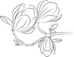 玉兰花 矢量图
