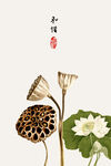 荷花图