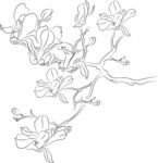 玉兰花 矢量图