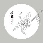 手绘桂花 
