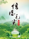 信阳毛尖