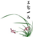 兰花 矢量图